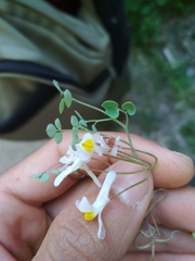 Sarcocapnos enneaphylla