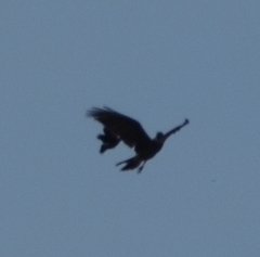 Rostrhamus sociabilis plumbeus