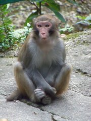 Macaca mulatta