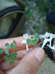 Sarcocapnos enneaphylla