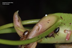 Smilax setosa