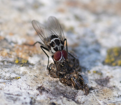 Anthomyia procellaris