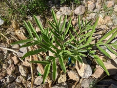Ferula