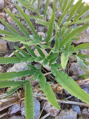 Ferula