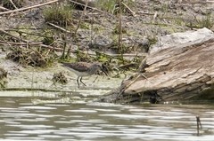 Calidris fuscicollis × calidris alpina