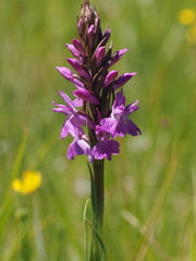 Dactylorhiza elata