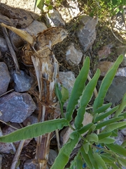 Ferula