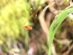 Campylopus flexuosus