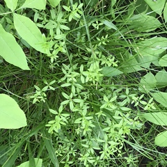 Galium obtusum