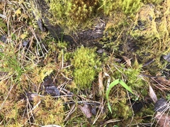 Campylopus flexuosus