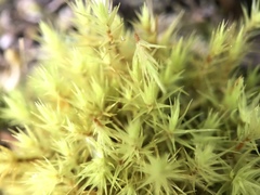 Campylopus flexuosus