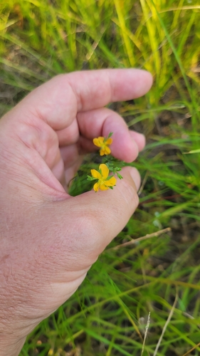 Image of Hypericum drummondii by no rights reserved