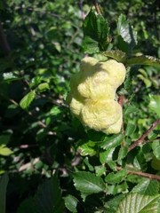 Eriosoma lanuginosum