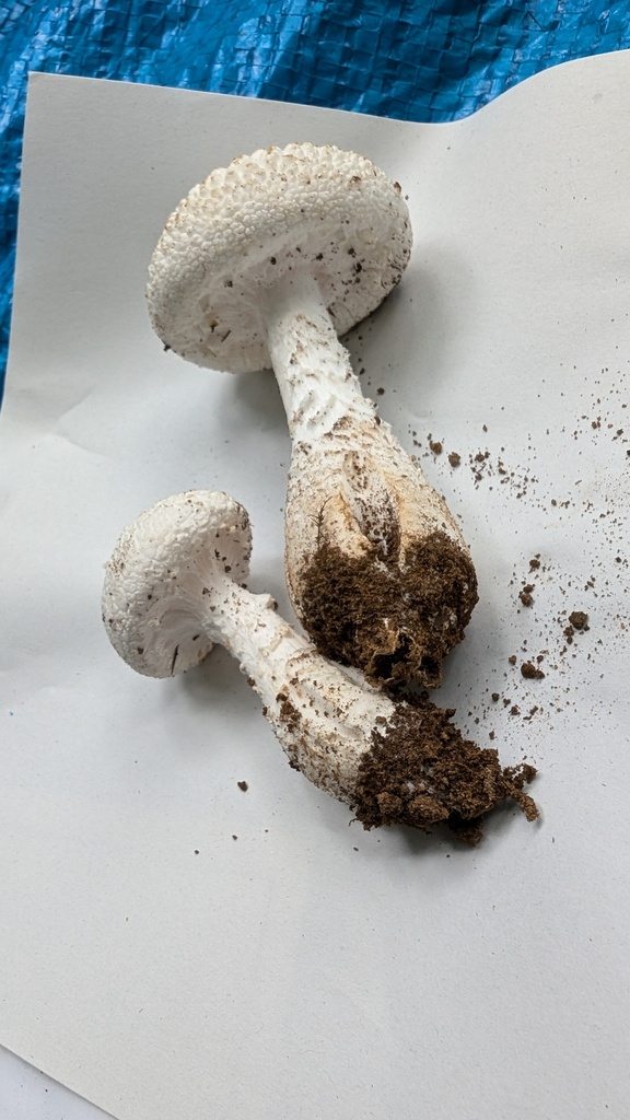 Amanita castanopsidis · July 2024 · photo: © atsushi_nakajima_cirque (iNaturalist, cc-by)