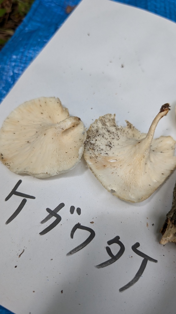 Lentinus squarrosulus · July 2024 · photo: © atsushi_nakajima_cirque (iNaturalist, cc-by)