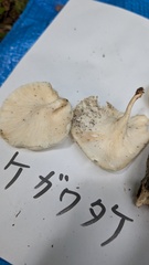 ケガワタケ