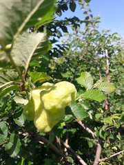 Eriosoma lanuginosum