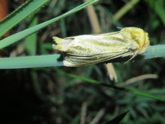 Lepidoptera