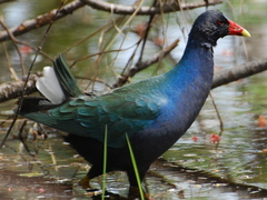 Image of Porphyrio martinica