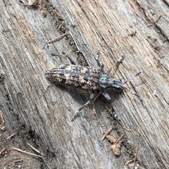 Rhagium inquisitor rugipenne