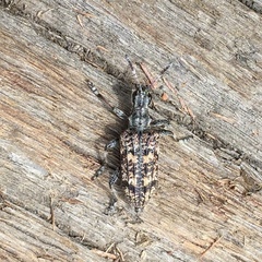 Rhagium inquisitor rugipenne