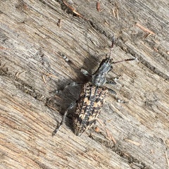 Rhagium inquisitor rugipenne