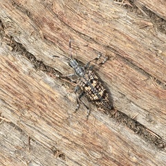 Rhagium inquisitor rugipenne