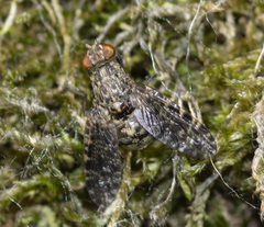 Platystoma