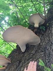 Cerioporus squamosus