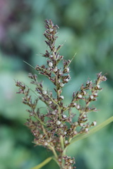 Scleria terrestris