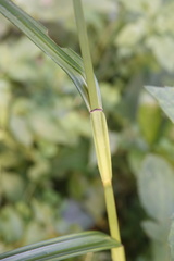 Scleria terrestris