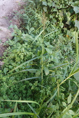 Scleria terrestris