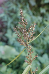 Scleria terrestris