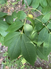 Carya pallida
