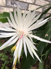 Epiphyllum hookeri