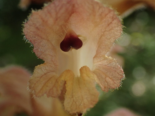 Image of Orobanche teucrii by (c) Franck Cabot, some rights reserved (CC BY)