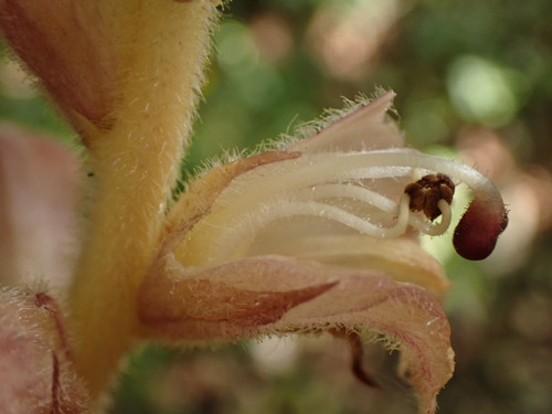 Image of Orobanche teucrii by (c) Franck Cabot, some rights reserved (CC BY)