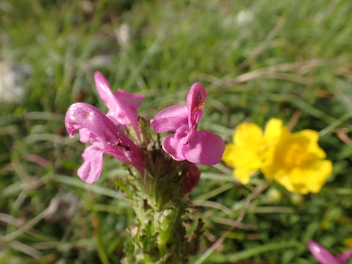 Image of Pedicularis gyroflexa by (c) Franck Cabot, some rights reserved (CC BY)