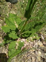 Salvia pratensis