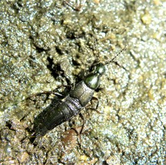 Philonthus decorus