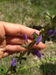 Salvia pratensis