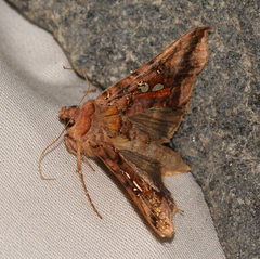 Autographa bimaculata