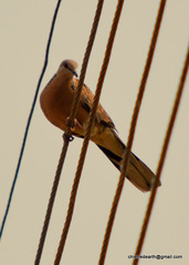 Streptopelia chinensis