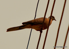 Streptopelia chinensis