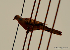 Streptopelia chinensis