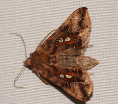 Autographa bimaculata