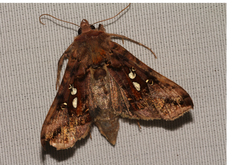 Autographa bimaculata