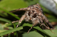 Autographa bimaculata