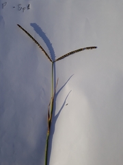 Urochloa