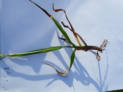 Urochloa